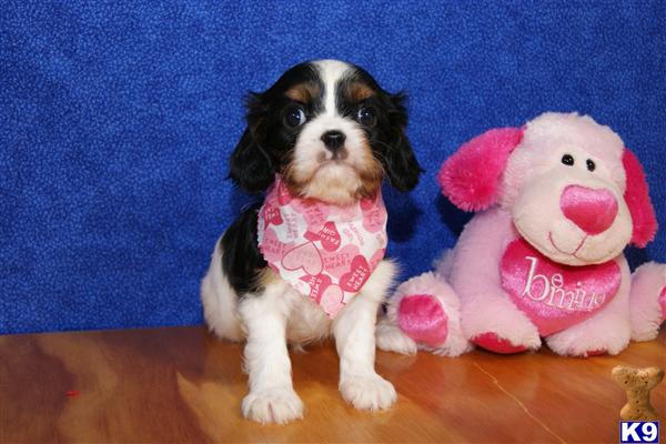 Cavalier King Charles Spaniel Puppies